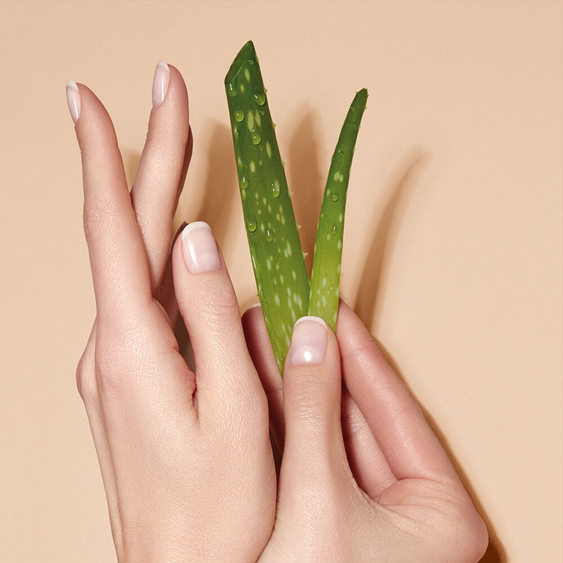 Schöne gepflegte Nägel halten eine Aleo Vera in der Hand