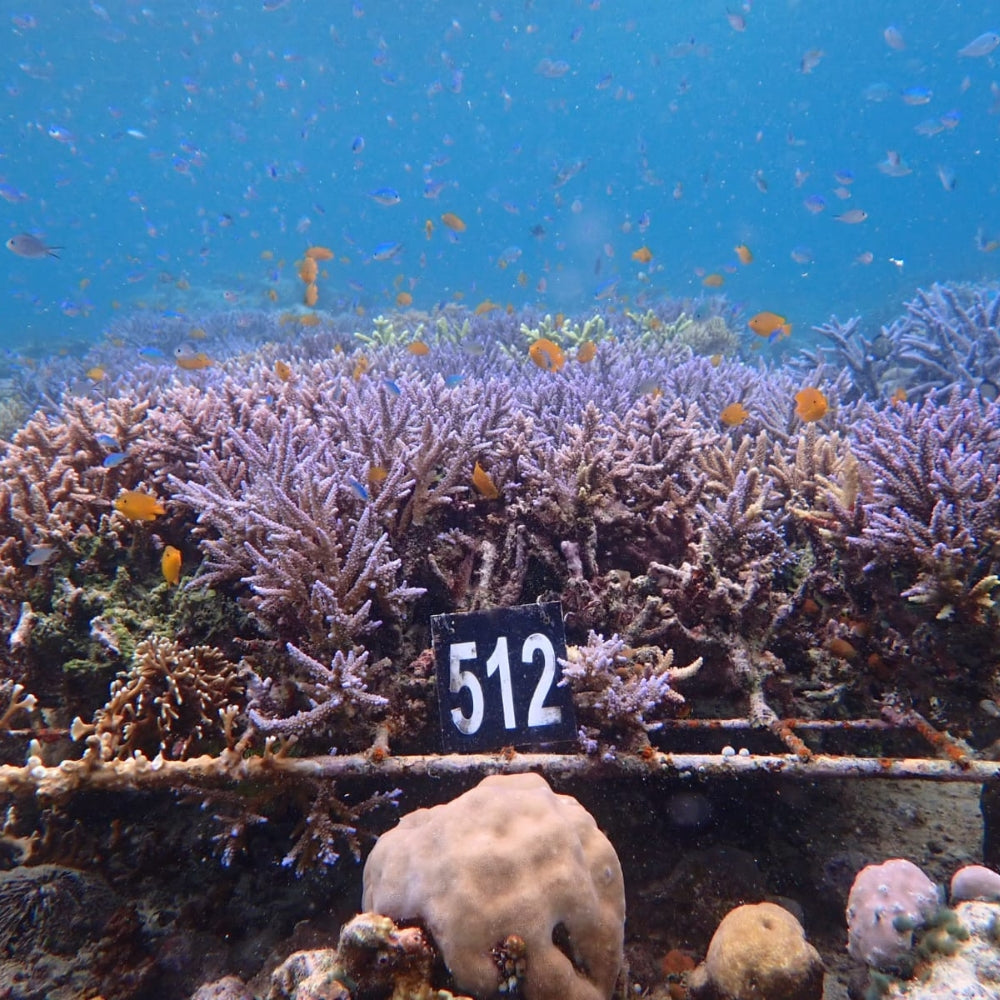 Artdeco Korallenriff Stand Dezember 2025