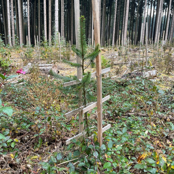 Fortschrittbild eines kleinen Baumes vom Waldprojektes von DEUTIM und ARTDECO. 